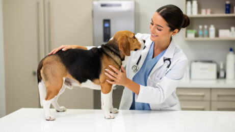 Veterinářka jemně vyšetřuje psa s nadváhou na vyšetřovacím stole